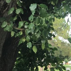 Meet your Posher, Hailey